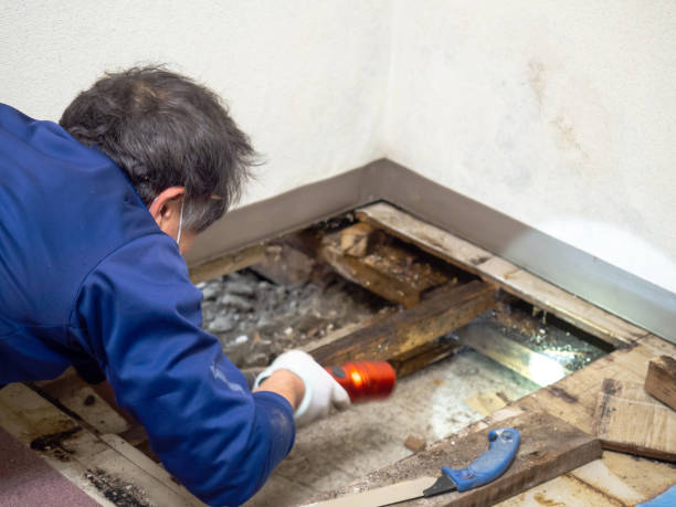 Crawl Space Mold Removal in Hamilton, AL
