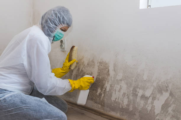 Best Mold Testing  in Hamilton, AL