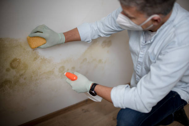 Best Residential Mold Removal  in Hamilton, AL