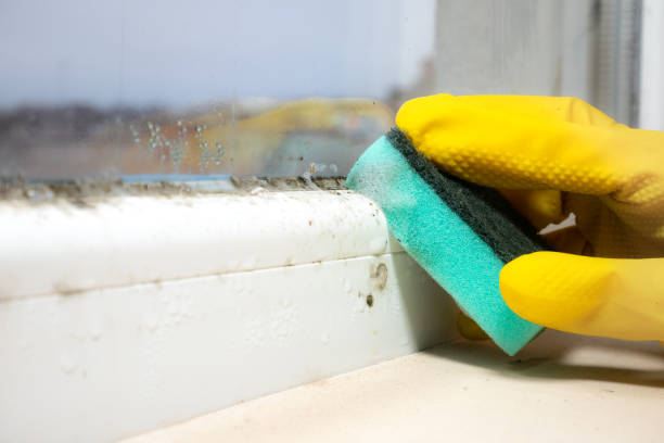 Best Fast Mold Removal  in Hamilton, AL