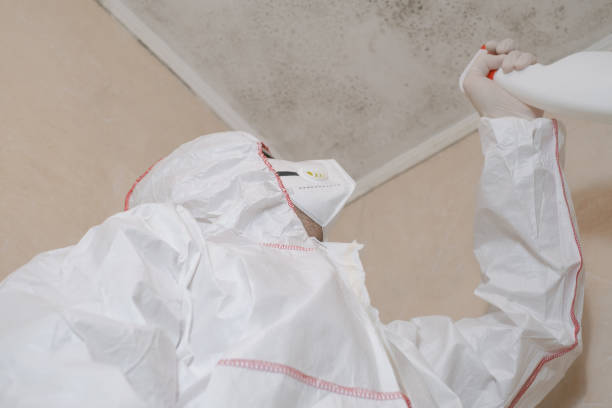 Best Mold Remediation  in Hamilton, AL