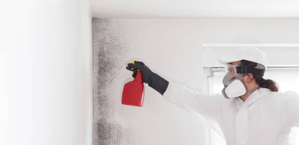 Home Mold Removal in Hamilton, AL