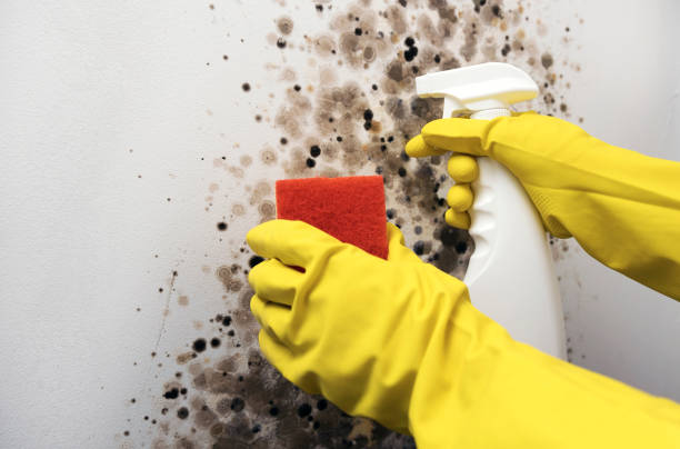 Best Crawl Space Mold Removal  in Hamilton, AL