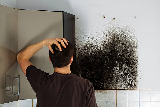 Best Local Mold Removal Service  in Hamilton, AL