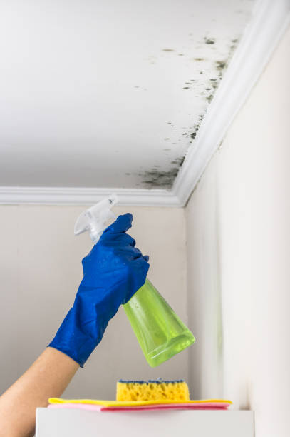 Mold Removal Process in Hamilton, AL