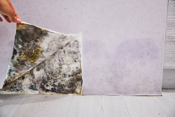Best Office Mold Removal Services  in Hamilton, AL